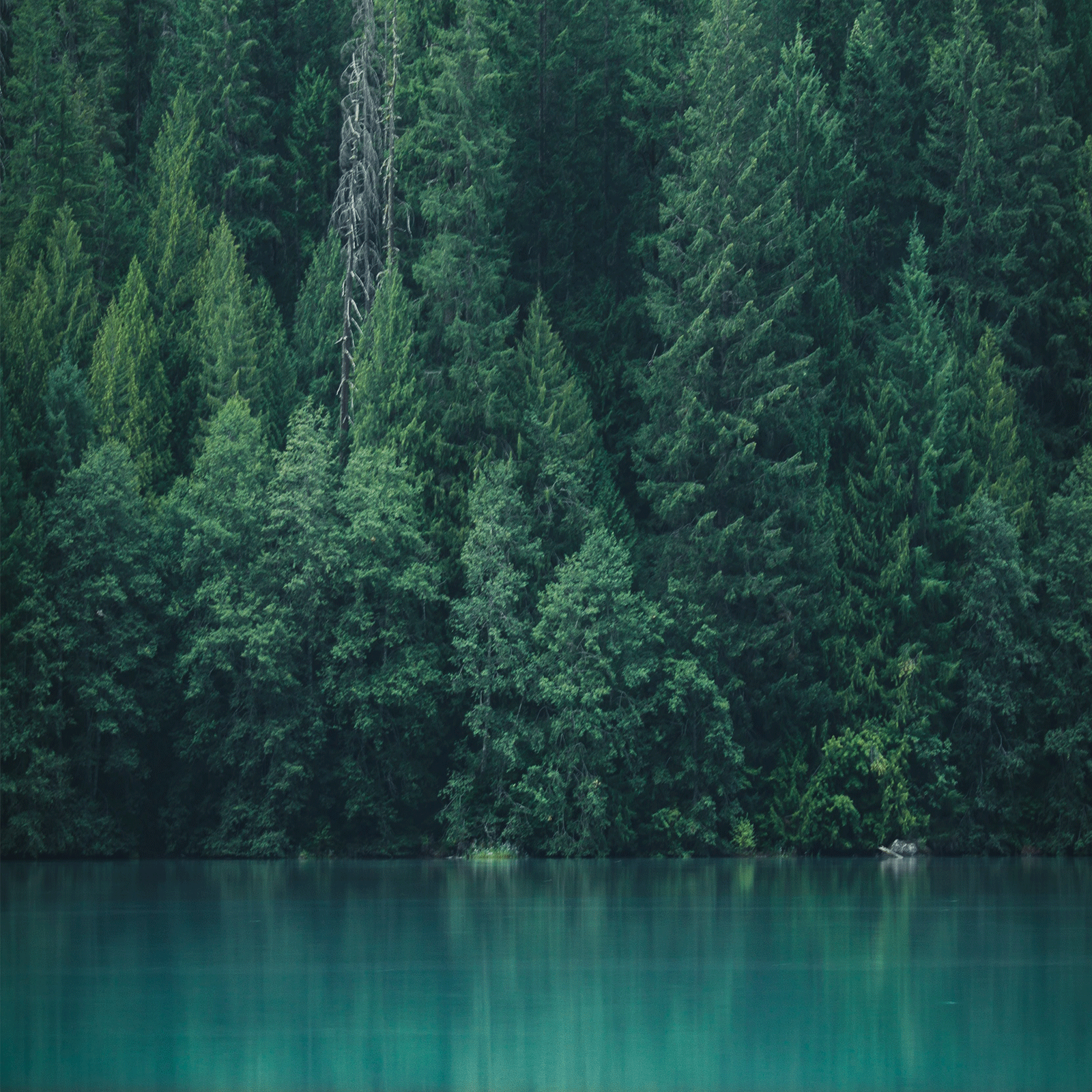 canadian forest trees and lake